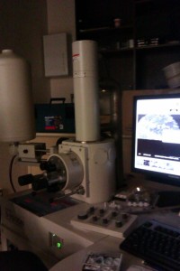 Hitachi 2600N Scanning Electron Microscope at the UBC Bioimaging Facility